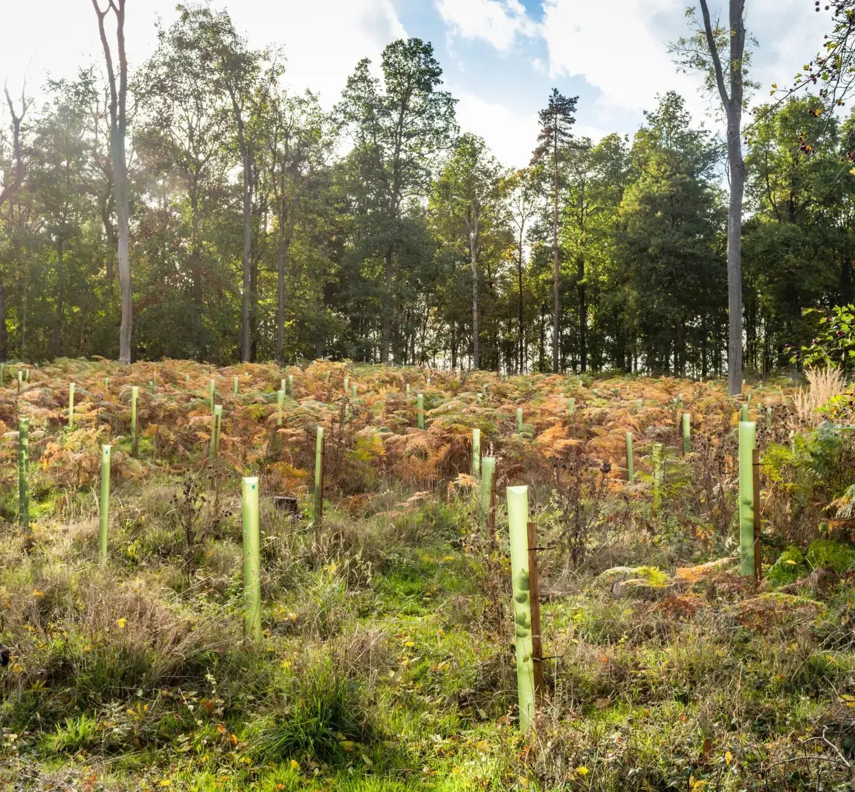 Newly planted trees in a green woodland